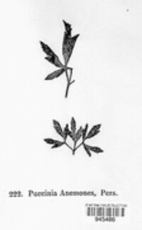 Puccinia anemones image